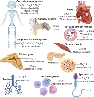 The T-type calcium channelosome.