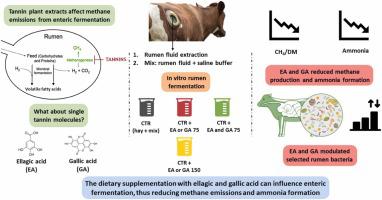 Effect of ellagic and gallic acid on the mitigation of methane production and ammonia formation in an in vitro model of short-term rumen fermentation