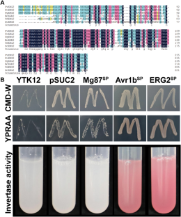 VdERG2 was involved in ergosterol biosynthesis, nutritional differentiation and virulence of Verticillium dahliae.