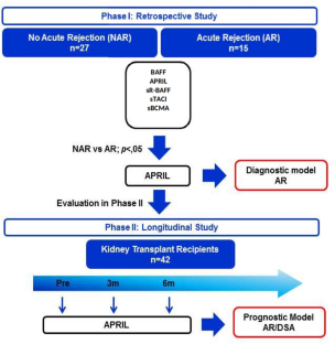 Monitoring of Soluble Forms of BAFF System (BAFF, APRIL, sR-BAFF, sTACI and sBCMA) in Kidney Transplantation