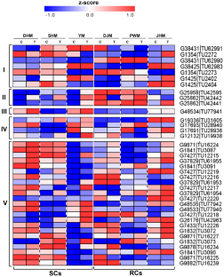 Expression analysis of sweet potato patatin-like protein (PLP) genes in response to infection with the root knot nematode Meloidogyne incognita