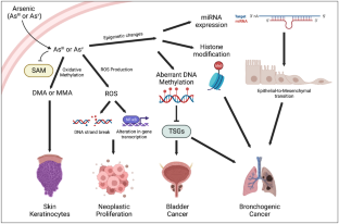 Arsenic in the Soil-Plant-Human Continuum in Regions of Asia: Exposure and Risk Assessment