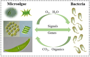 Recent Advances on Using Functional Materials to Increase the Pollutant Removal Capabilities of Microalgae and Bacteria: Especially for Their Symbiotic Systems