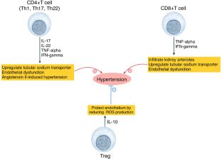 Underlying Mechanisms and Treatment of Hypertension in Glomerular Diseases.