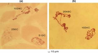 Variability of polyteny of giant chromosomes in Drosophila melanogaster salivary glands.