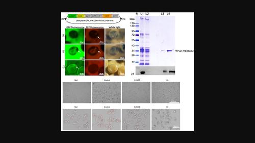 Highly efficient expression of human extracellular superoxide dismutase (rhEcSOD) with ultraviolet-B-induced damage-resistance activity in transgenic silkworm cocoons.