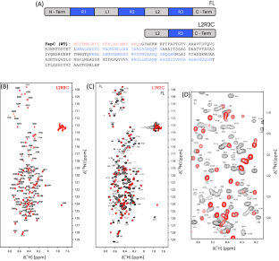 Solution-state NMR assignment and secondary structure propensity of the full length and minimalistic-truncated prefibrillar monomeric form of biofilm forming functional amyloid FapC from Pseudomonas aeruginosa