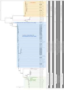 The first report of the non-indigenous Chydorus brevilabris Frey, 1980 (Crustacea: Cladocera) in Asian freshwaters