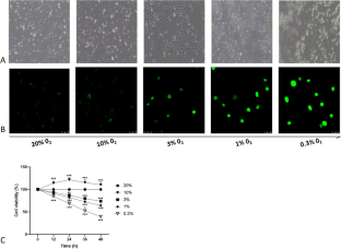 Post-Subfunctionalization Functions of HIF-1αA and HIF-1αB in Cyprinid Fish: Fine-Tuning Mitophagy and Apoptosis Regulation Under Hypoxic Stress.