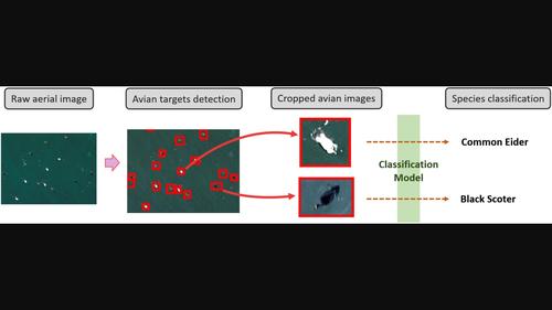 Challenges and solutions for automated avian recognition in aerial imagery