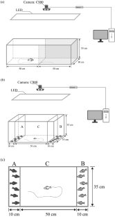 Labidochromis caeruleus cichlid preference for background colour varied between individuals and groups but did not vary for body colour of other fish