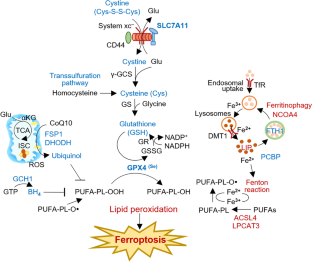 Epigenetic modulation of ferroptosis in cancer: Identifying epigenetic targets for novel anticancer therapy.