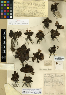 Lectotypification of three names in the genus Primula L. (Primulaceae)