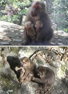 Behavioral adaptation in an adoptive free-ranging female Tibetan macaque.