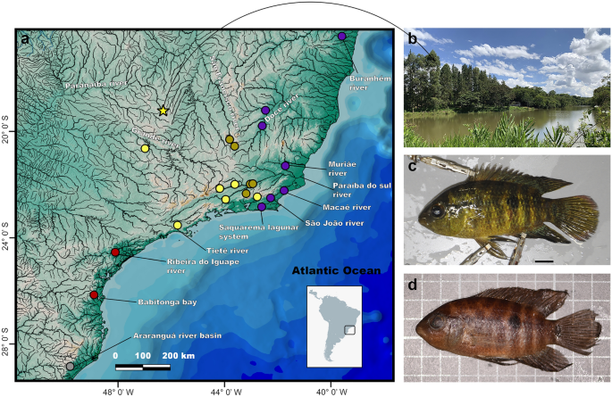 Species diversity and phylogeography of the <i>Australoheros autrani</i> group (Teleostei, Cichlidae) in eastern Brazil.