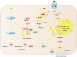 Dietary choline activates the Ampk/Srebp signaling pathway and decreases lipid levels in Pacific white shrimp (Litopenaeus vannamei)