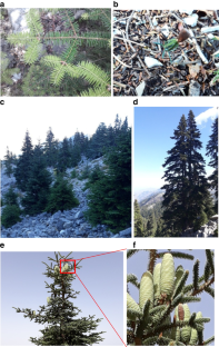 A systematic review on the endemic Moroccan fir (Abies marocana Trab.) and its implications for conservation and future research perspectives