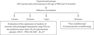 Changes in the Population of Immature Neurons in the Piriform Cortex of Experimental Animals Studies in the Long-Term Period after Early Life Stress