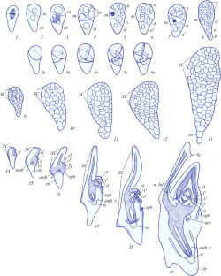 Critical Stages of Cereal Embryogenesis: Theoretical and Practical Significance