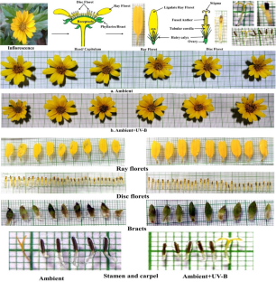 Effects of elevated ultraviolet-B on the floral and leaf characteristics of a medicinal plant Wedelia chinensis (Osbeck) Merr. along with essential oil contents