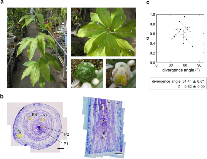 A new mathematical model of phyllotaxis to solve the genuine puzzle spiromonostichy.