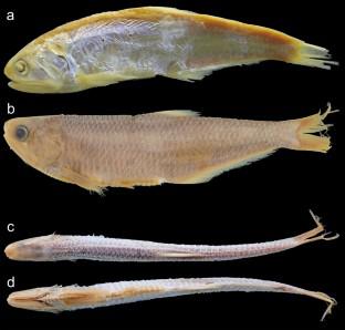 A new species of Thrissina from the northwestern Pacific Ocean, with redescription of Thrissina adelae (Rutter 1897) (Clupeiformes: Engraulidae)