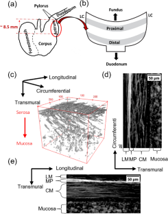 Three-Dimensional Fractal Analysis of the Interstitial Cells of Cajal Networks of Gastrointestinal Tissue Specimens