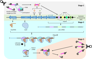 CRISPR/Cas-based gene editing in therapeutic strategies for beta-thalassemia.