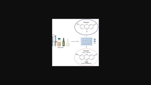 Assessment of yeast physiology during industrial-scale brewing practices using the redox-sensitive dye resazurin.