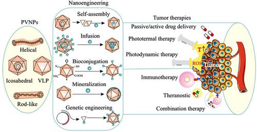 Multifunctional plant virus nanoparticles: An emerging strategy for therapy of cancer.