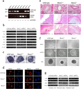 Induced pluripotent stem cells from homozygous Runx2-deficient mice show poor response to vitamin D during osteoblastic differentiation