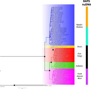 The Role of Vicariance and Paleoclimatic Shifts in the Diversification of Uranoscodon superciliosus (Squamata, Tropiduridae) of the Amazonian Floodplains