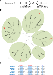 Functional divergence of two closely related carboxylesterases in pepper (Capsicum annuum L.)