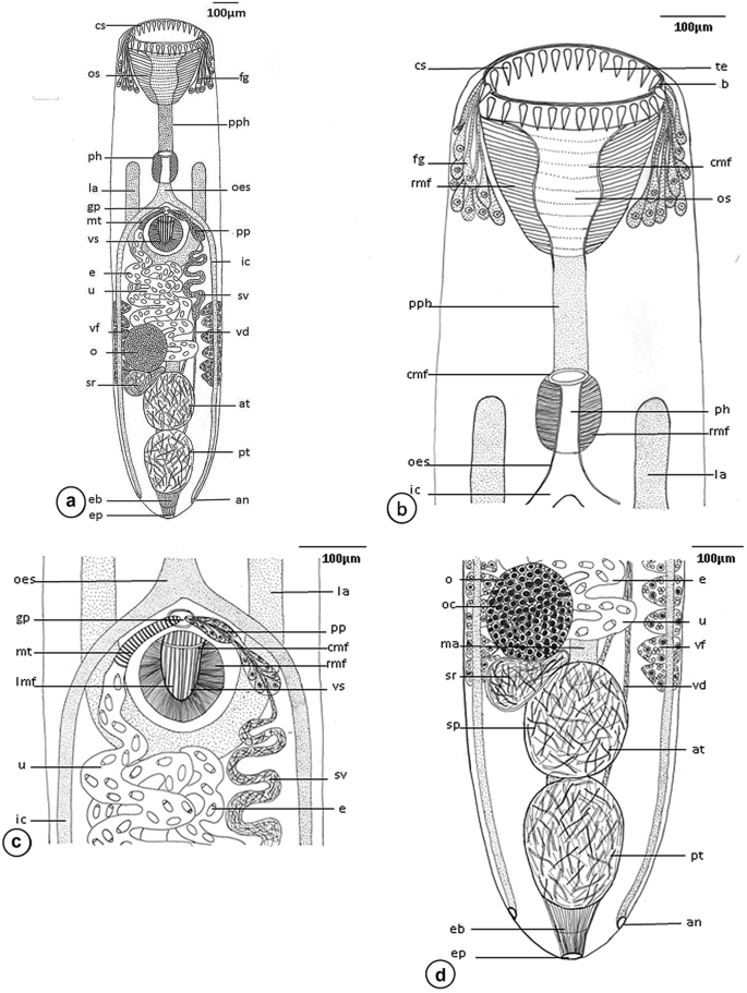 Light and scanning electron microscope observations of the digenean intestinal parasite Acanthostomum spiniceps Looss 1896 (Cryptogonimidae) from the catfish Bagrus bajad and B. docmak