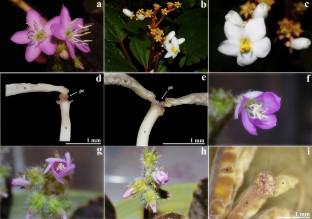 New records of pollen tube shower in species of Bertolonia (Melastomataceae) suggest that autogamy may be the rule in the genus