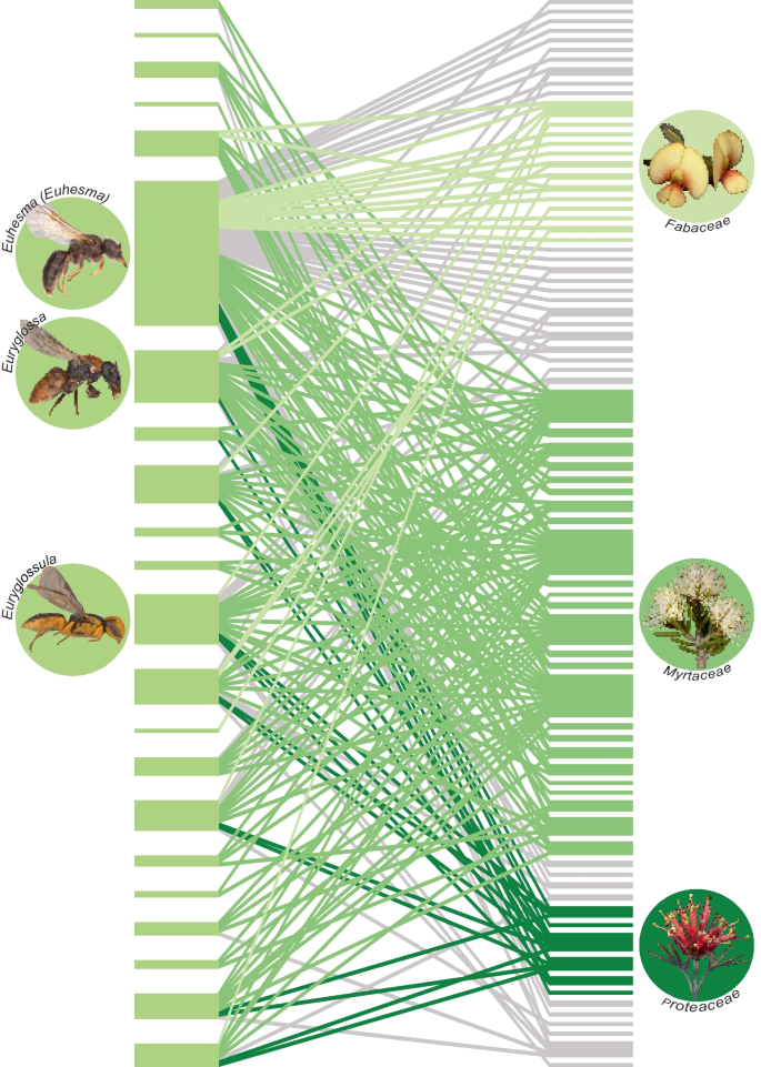 Correction to: Disparate continental scale patterns in floral host breadth of Australian colletid bees (Colletidae: Hymenoptera)