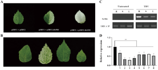 Establishment of TRV-mediated Gene Silencing and Application for Elucidating Functions of Anthocyanidin Reductase Gene HcANR in Kenaf (Hibiscus cannabinus L.)