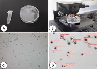 A simple method for measuring pollen germination rate using machine learning.