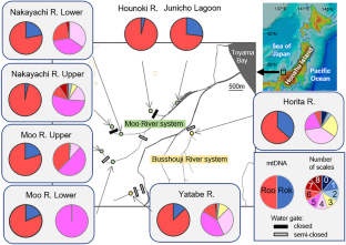 Spatio-temporal genetic composition of rosy bitterling Rhodeus ocellatus subspecies in the Himi region, central Japan