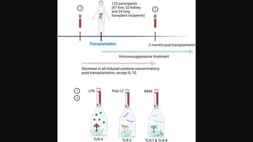 Differences in toll-like receptor ligand-induced cytokine concentrations before and after solid organ transplantation: A prospective, observational cohort study in a clinical setting