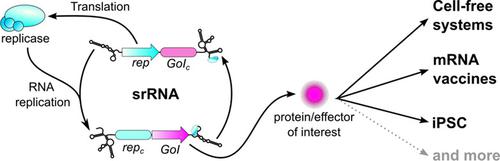 Design principles and applications of synthetic self-replicating RNAs.