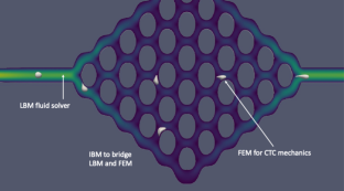 Investigating the Influence of Heterogeneity Within Cell Types on Microvessel Network Transport