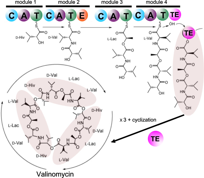 Occurrence of D-amino acids in natural products