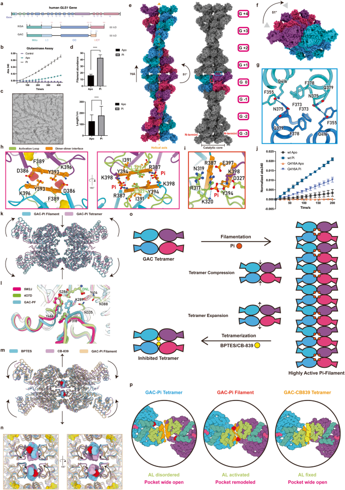 Structural basis for activation and filamentation of glutaminase