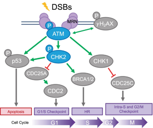 Germline CHEK2 and ATM Variants in Myeloid and Other Hematopoietic Malignancies