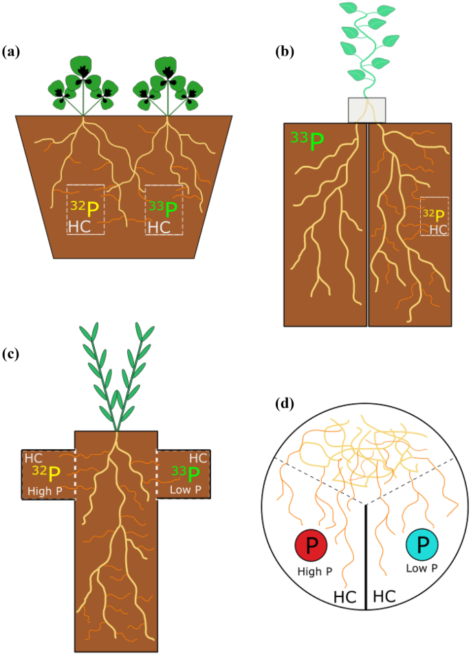 Track and trace: how soil labelling techniques have revealed the secrets of resource transport in the arbuscular mycorrhizal symbiosis.