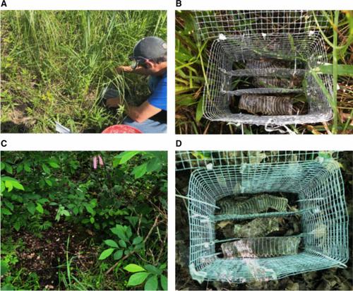 Correction: Identifcation of the Eastern Massasauga Rattlesnake (Sistrurus catenatus) through genetic analysis of shed skin