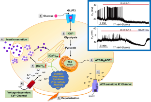 Role of cytosolic and endoplasmic reticulum Ca<sup>2+</sup> in pancreatic beta-cells: pros and cons.