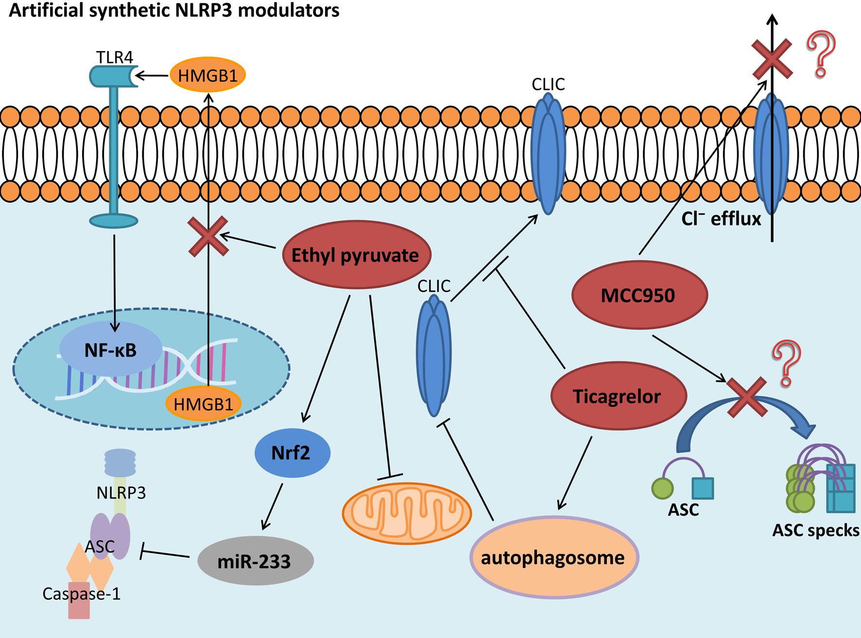 Application of NLRP3 Inflammasome-related Modulators in Sepsis