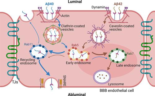 Amyloid-Beta Peptides 40 and 42 Employ Distinct Molecular Pathways for Cell Entry and Intracellular Transit at the Blood-Brain Barrier Endothelium.